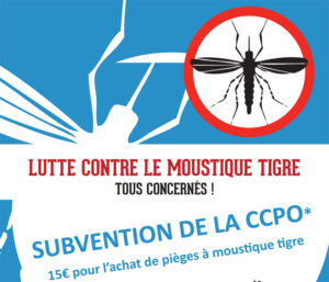 moustique tigre